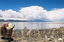 德州扑克 类型-德州扑克，策略与心理博弈的深度剖析